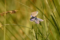 2018_05_09_accouplement_d'azurés (3)