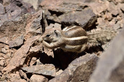 2019_06_17_écureuil_de_Barbarie_Toubkal_
