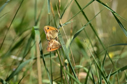 2019_07_20_papillons_L.DSC_9124