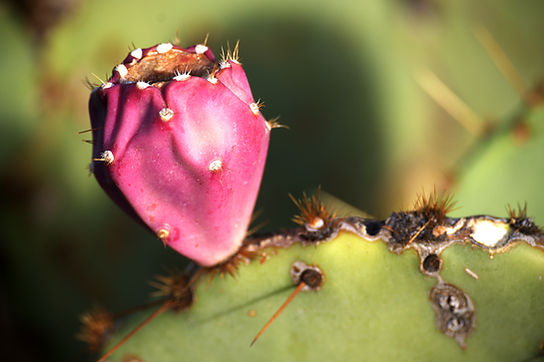 Cactus Blub