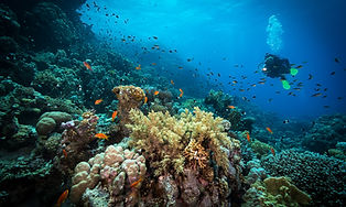 Diving in the Reef