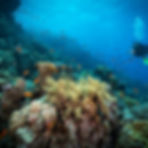 Diving in the Reef