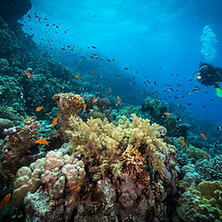 Diving in the Reef