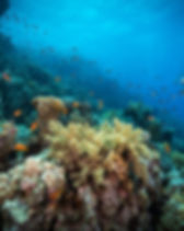 Diving in the Reef