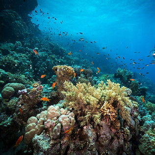 Diving in the Reef