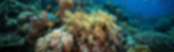 Diving in the Reef