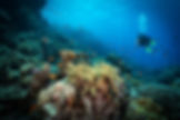 Diving in the Reef