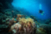 Diving in the Reef