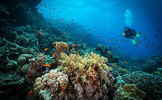 Diving in the Reef
