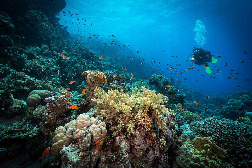 Diving in the Reef