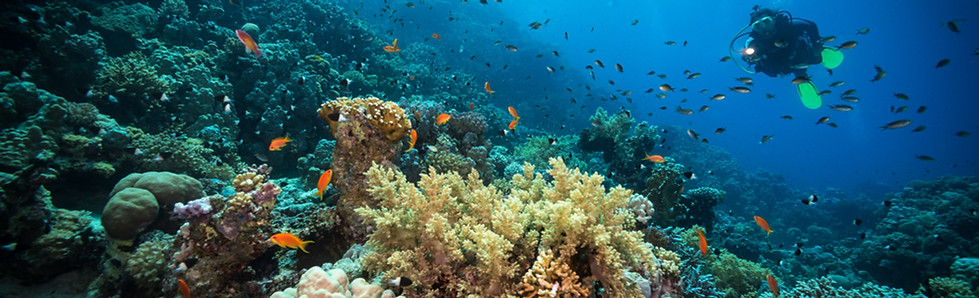 Diving in the Reef