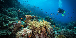 Develan las razones de la misteriosa desaparición de las esponjas de coral