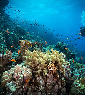 Tauchen im Great Barrier Reef