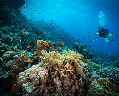 Diving in the Reef