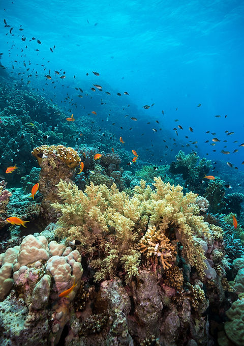 Diving in the Reef
