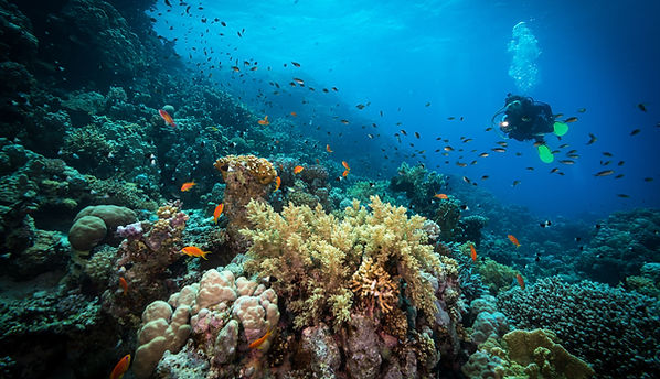 Diving in the Reef