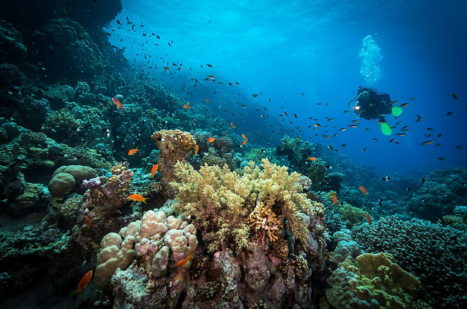 Diving in the Reef