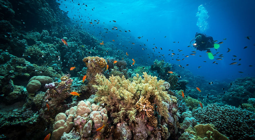 Diving in the Reef