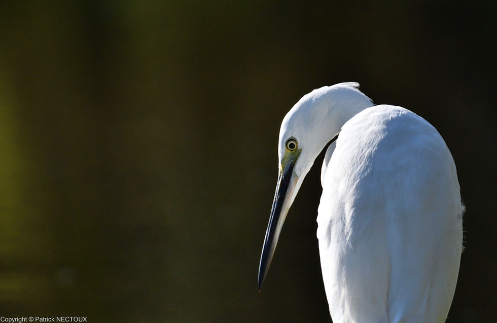 Aigrette garzette (Egretta garzetta) - Little Egret
