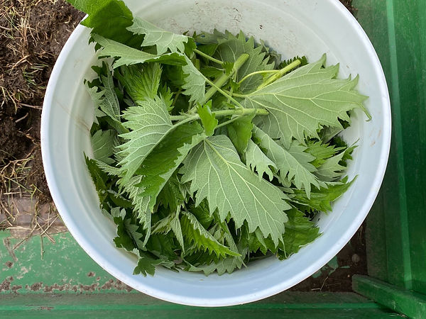 natural vineyard sprays