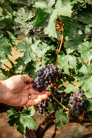 limited production estate rosé