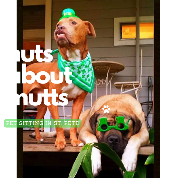 Home Nuts About Mutts Pet Sitting Boarding Doggy Daycare Walks