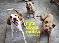Indoor boarding dogs relaxing in a comfortable home environment