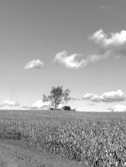 Out Standing in a Field
