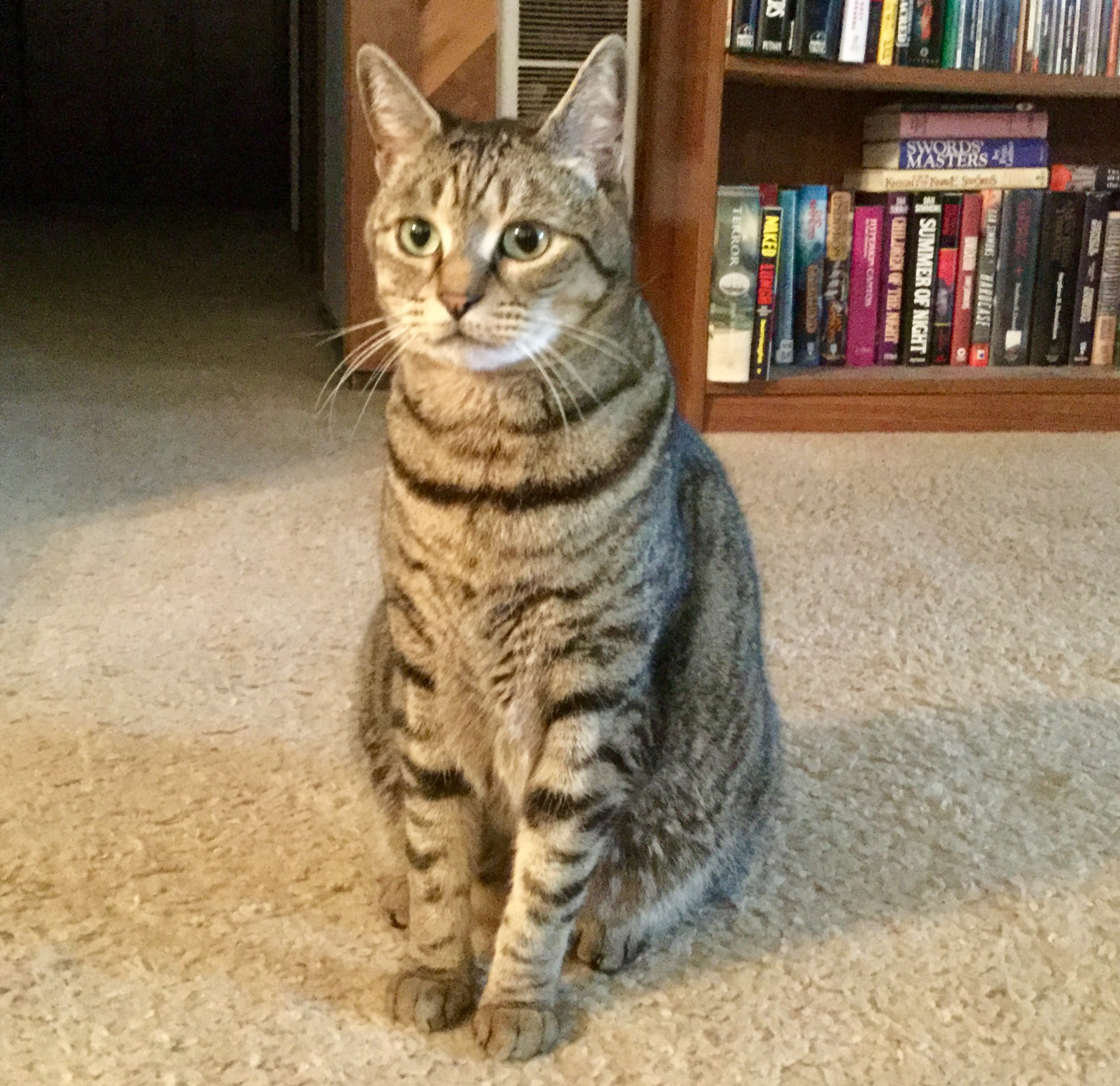 Scamp