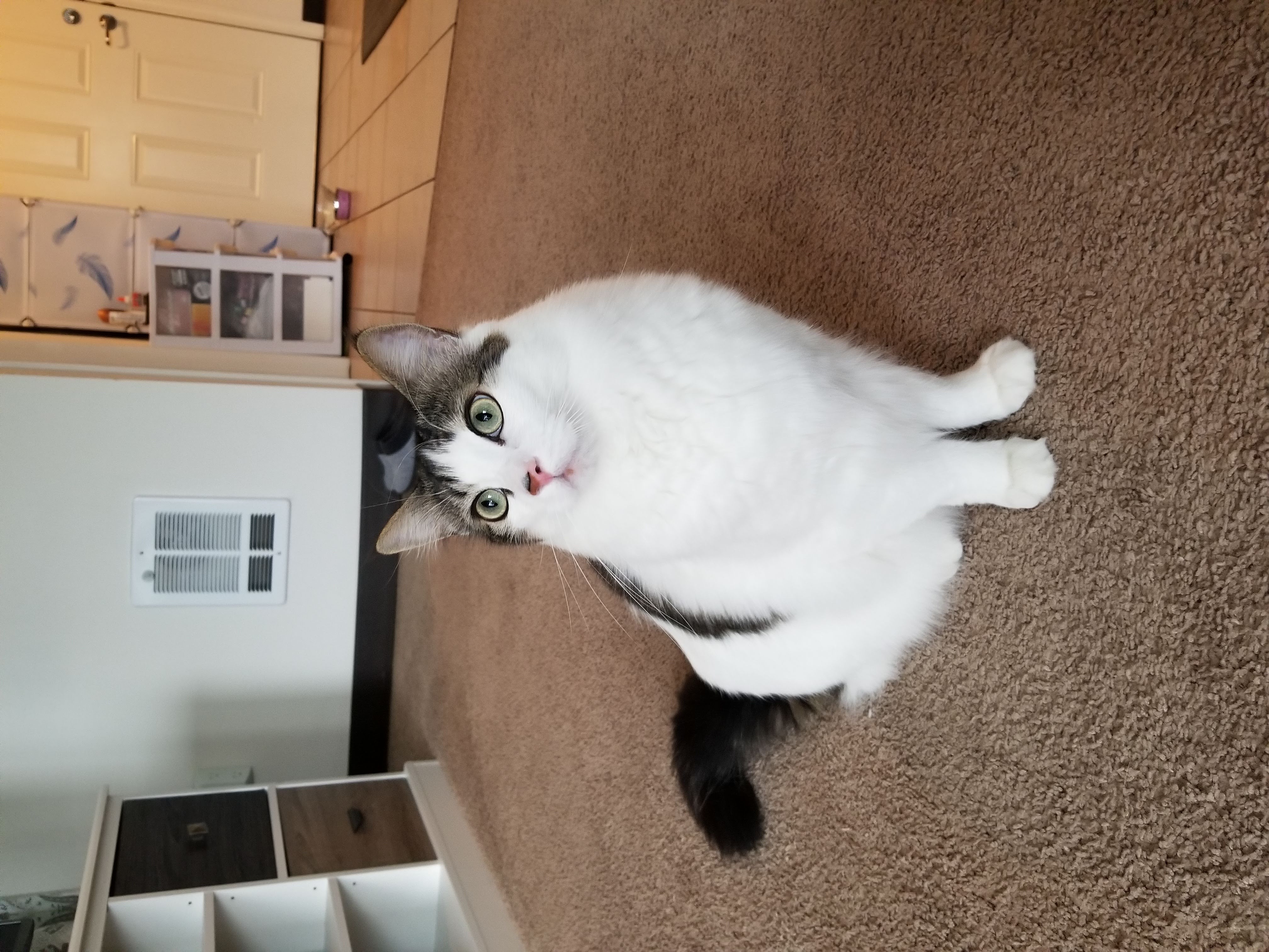 Mr. Cat