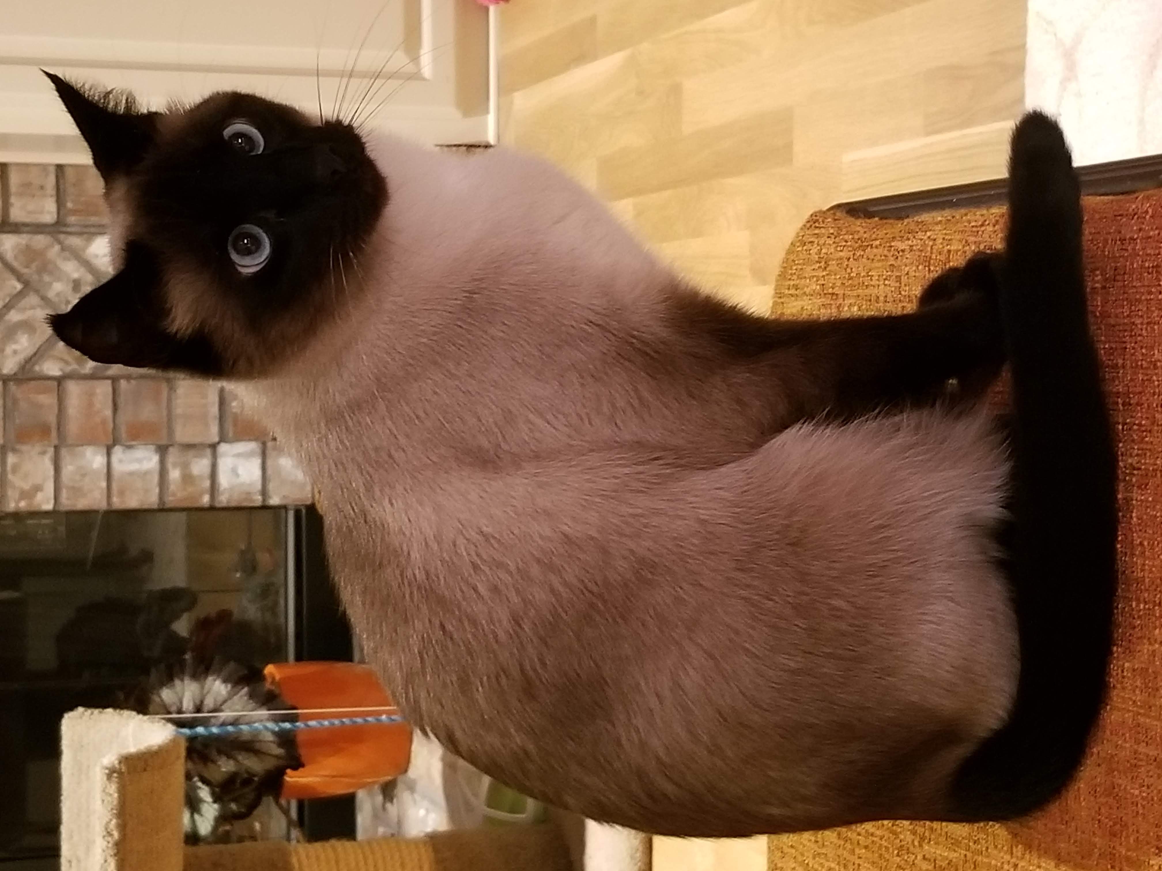 Frito
