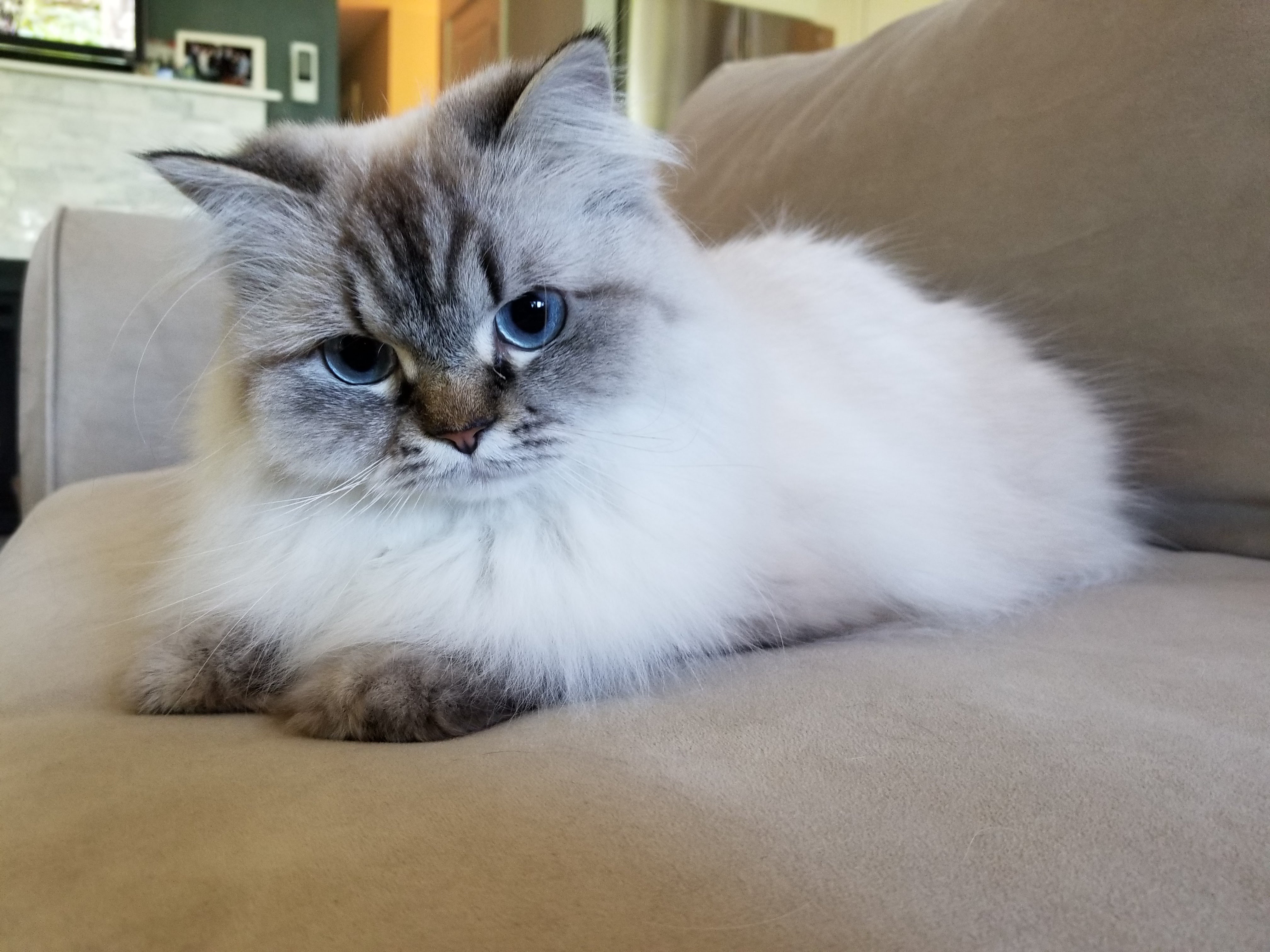 Coco