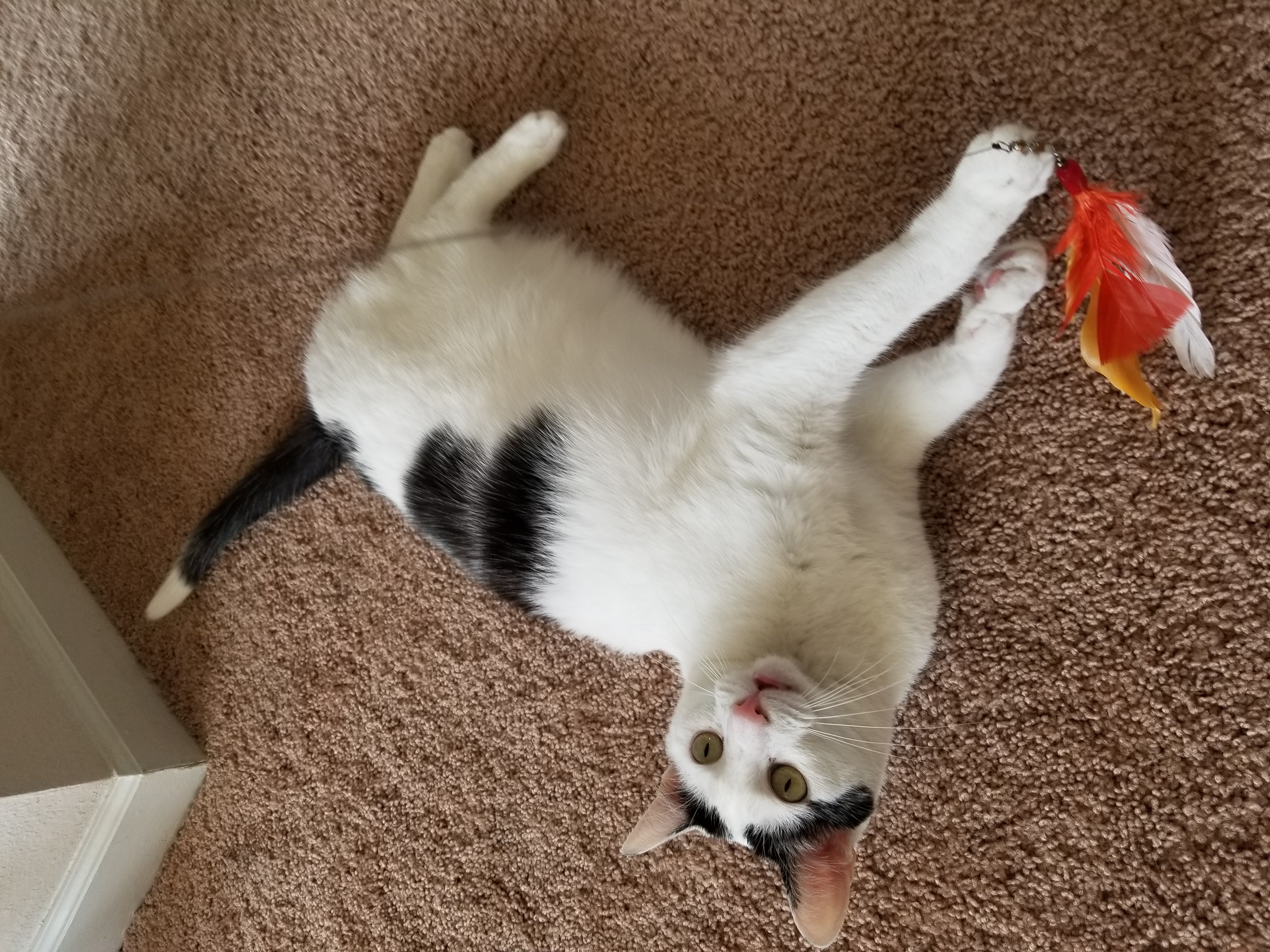 Kitty