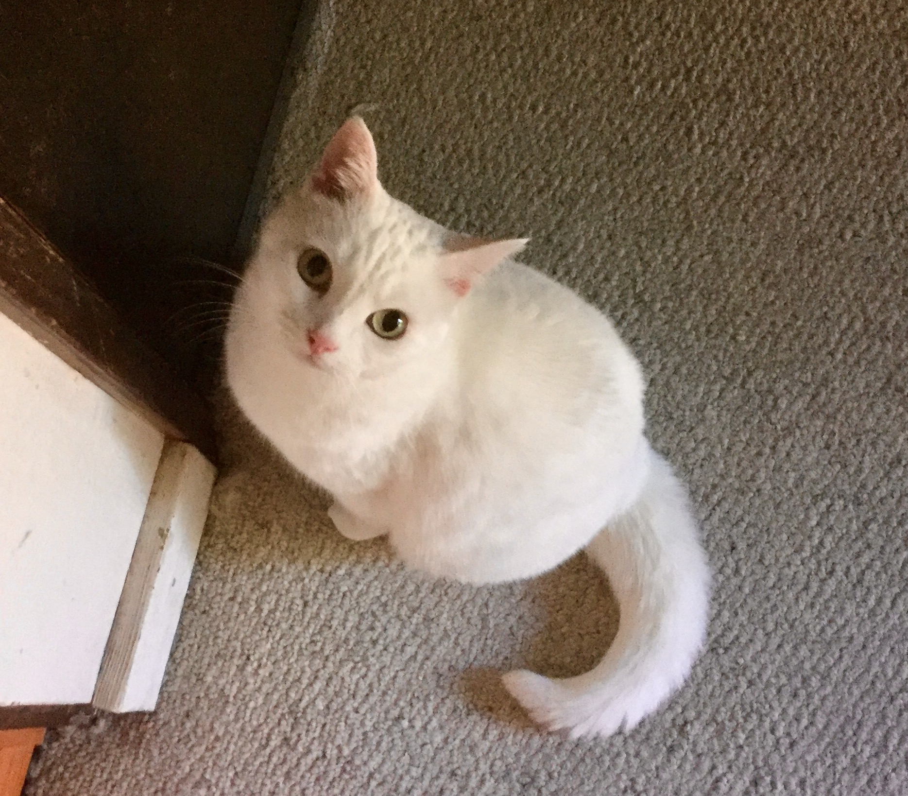 Fiona