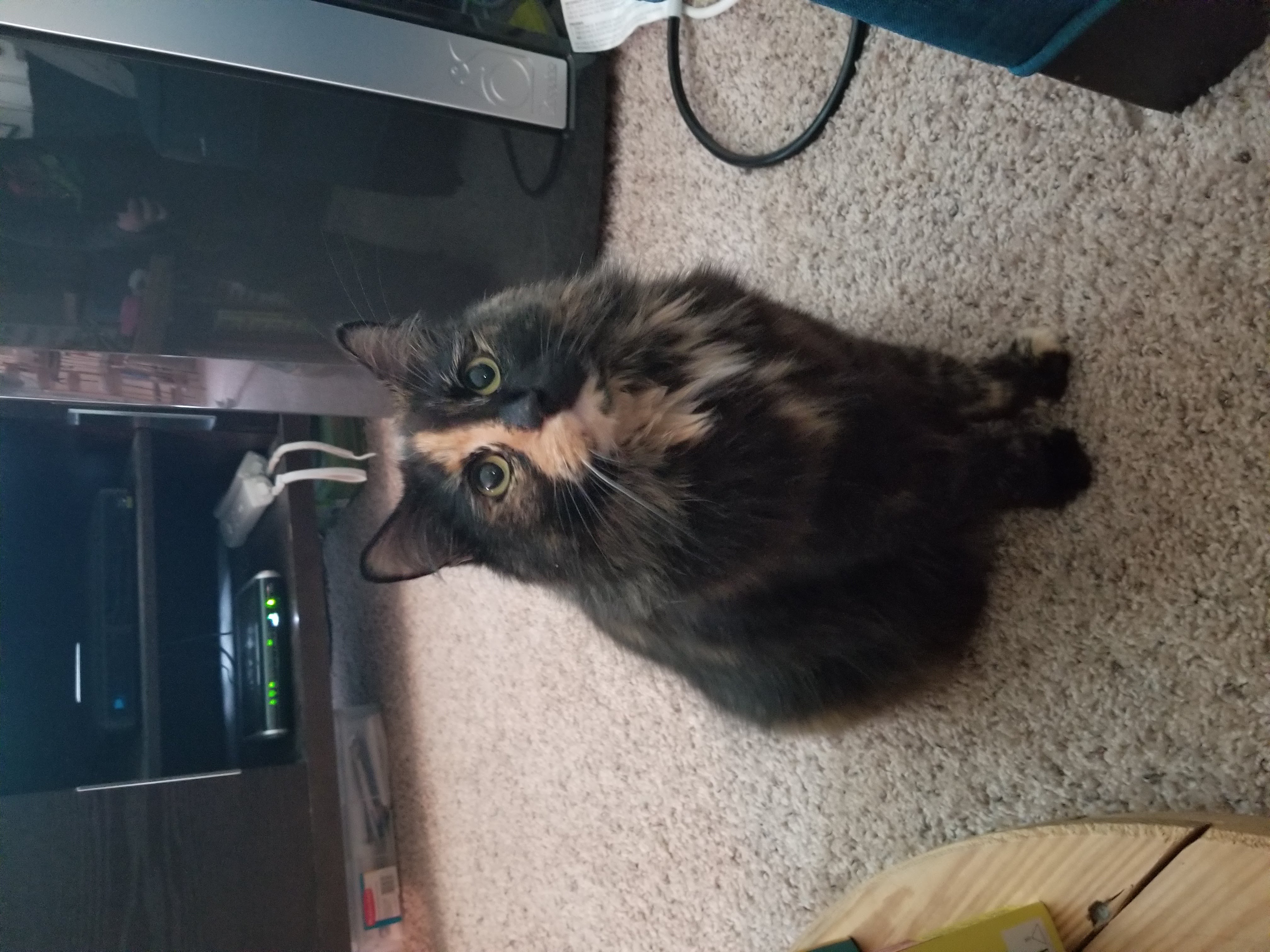 Honey Cat