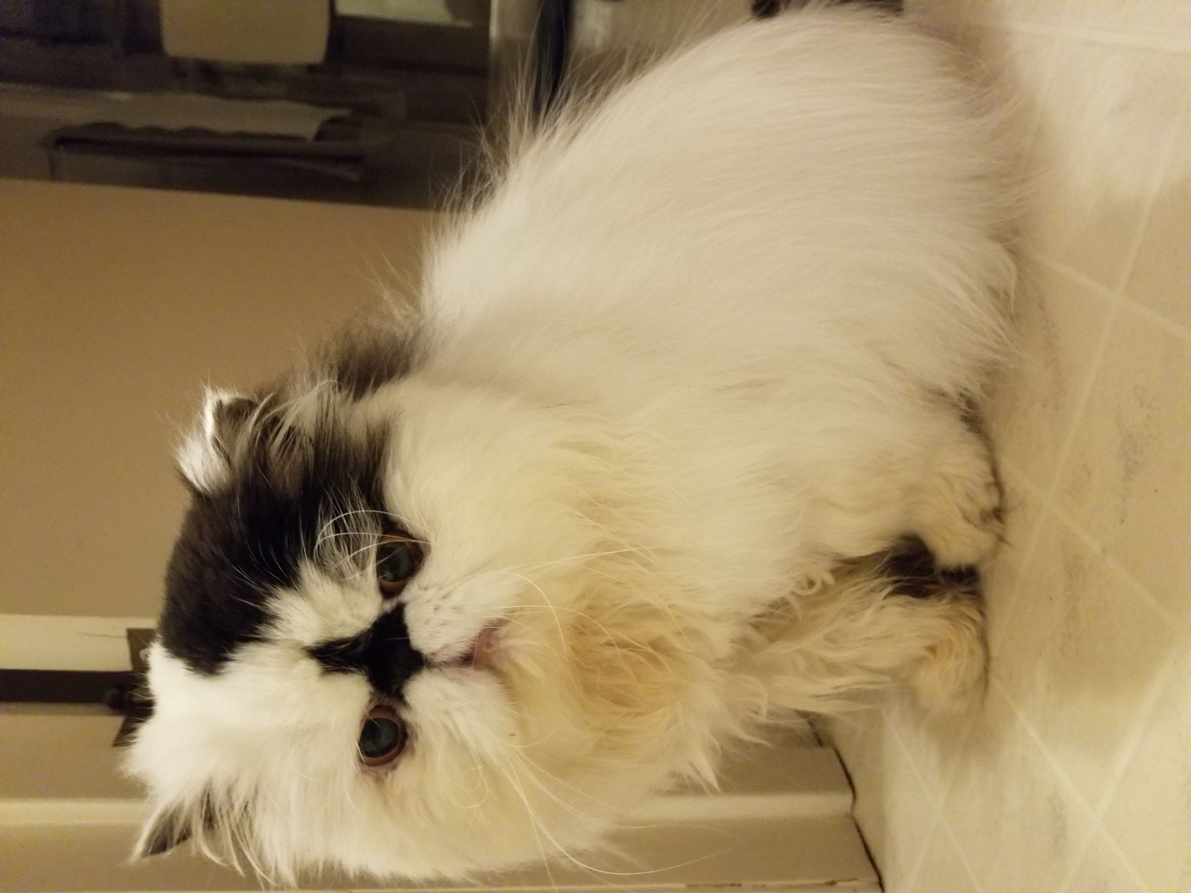 Lola