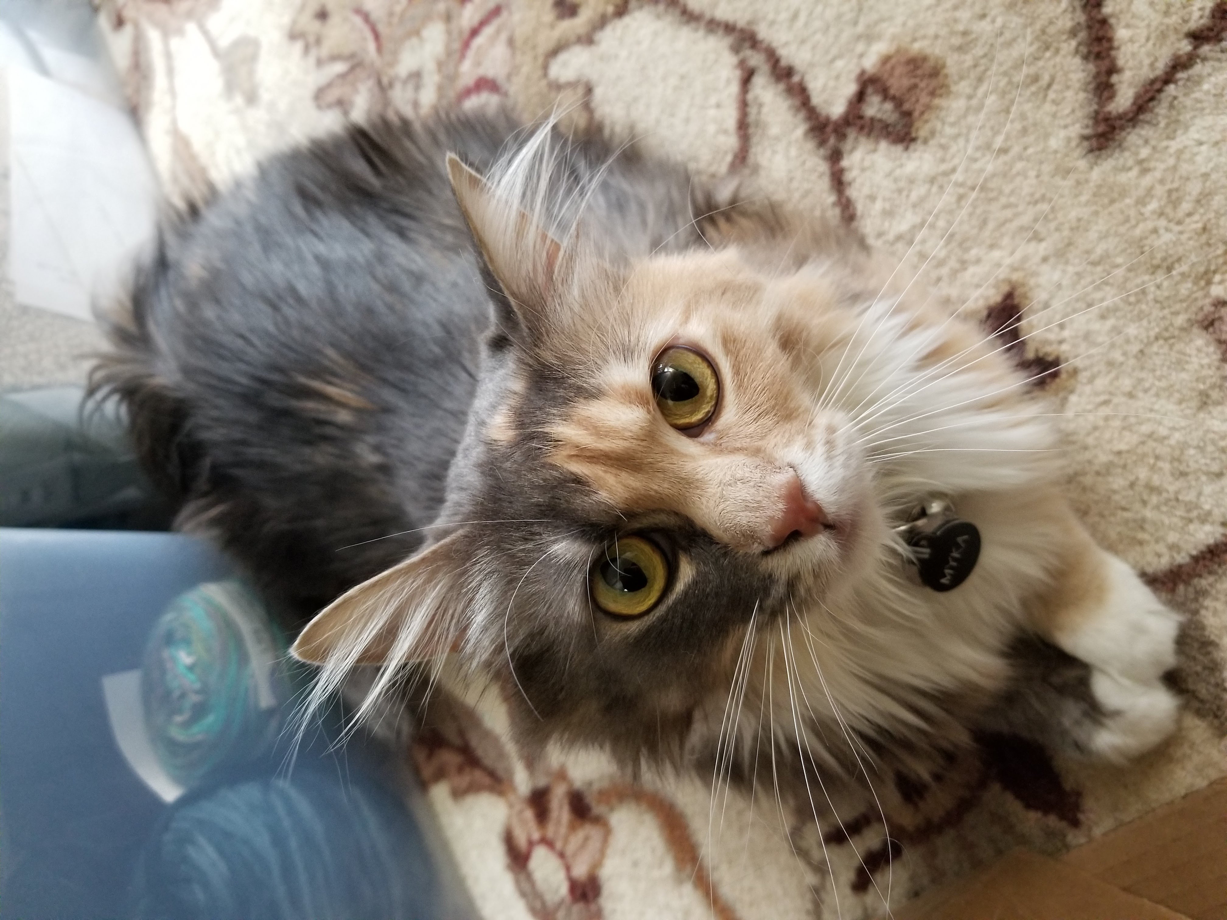 Myka