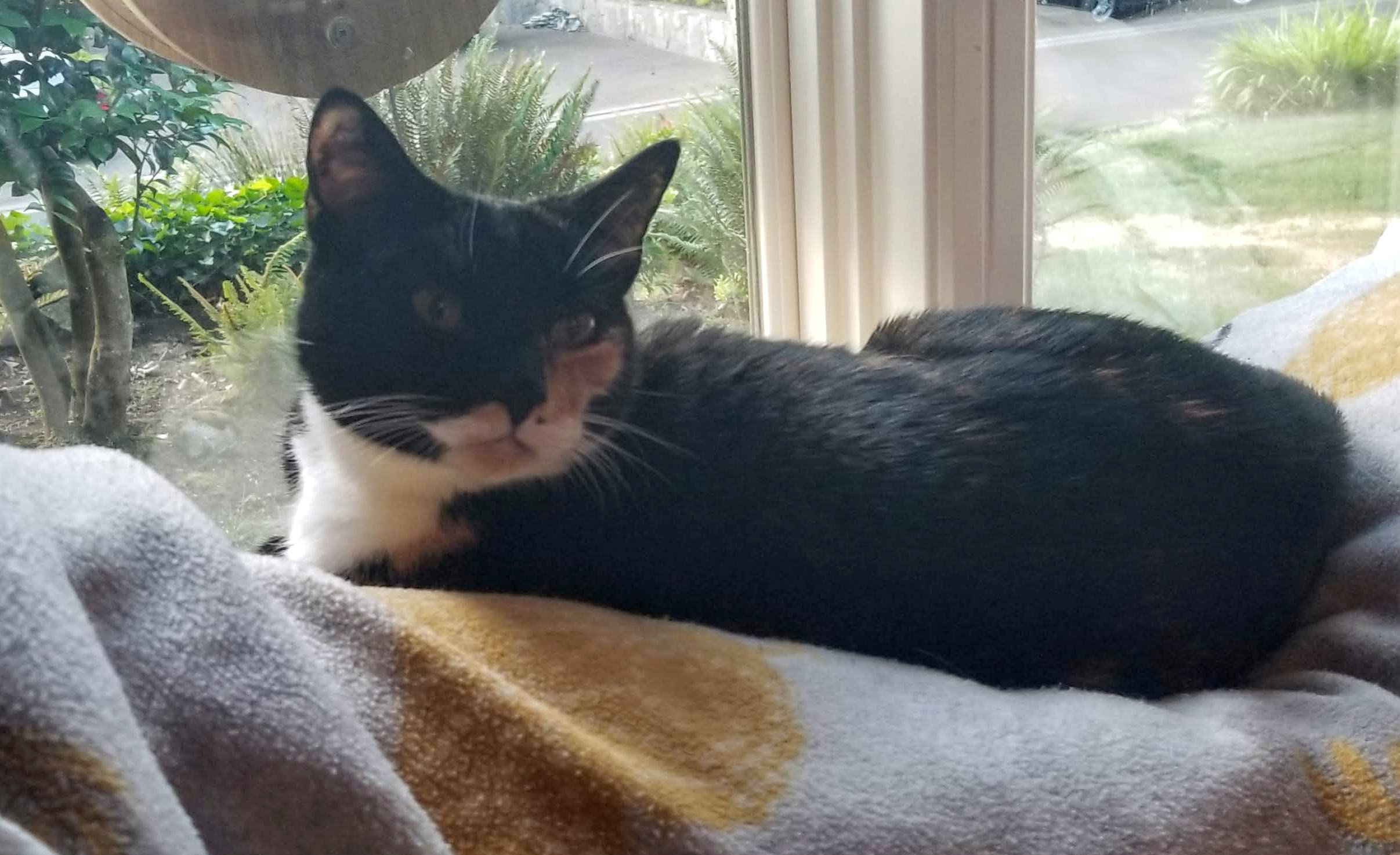 Callie