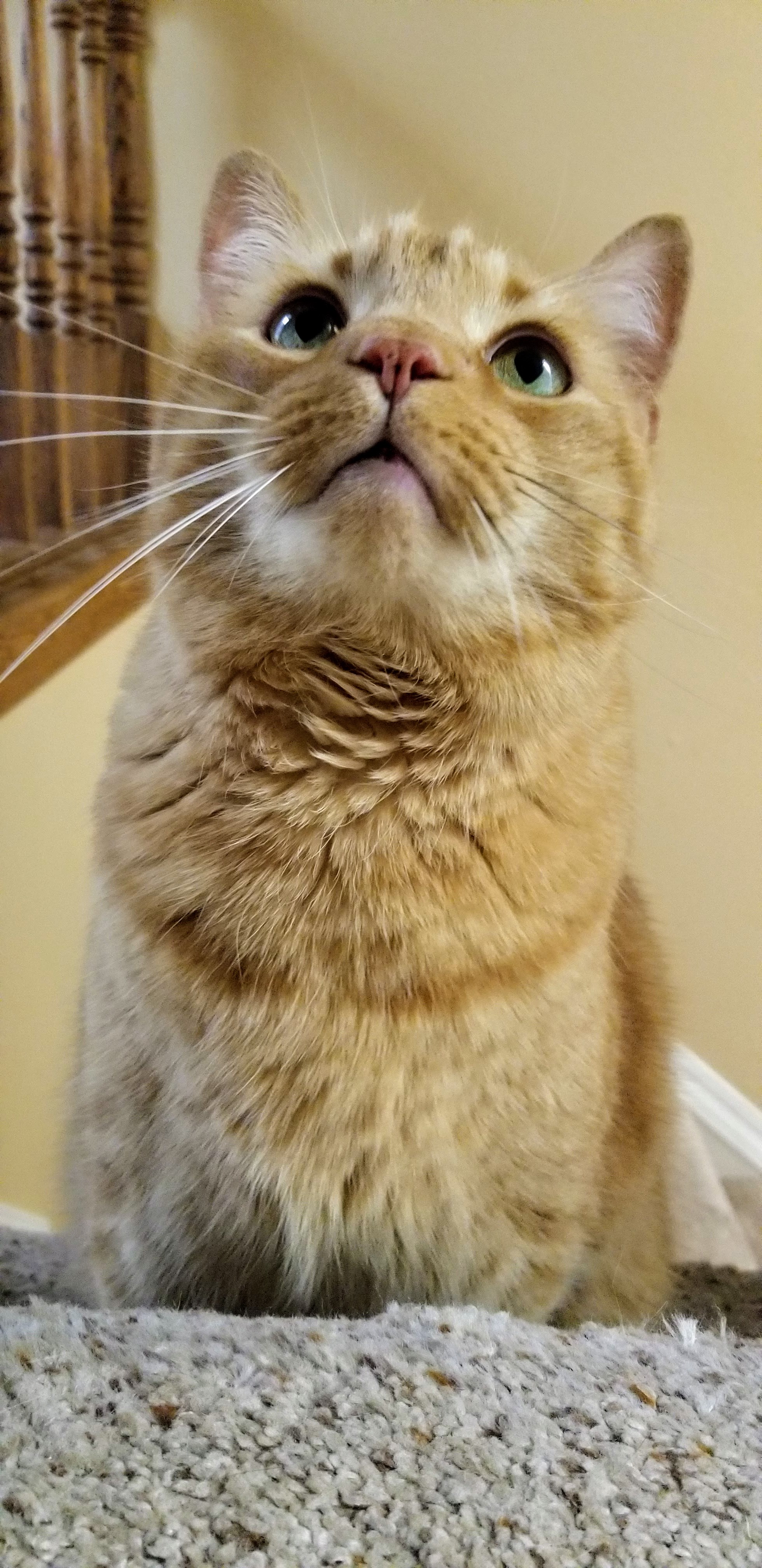 Jasper