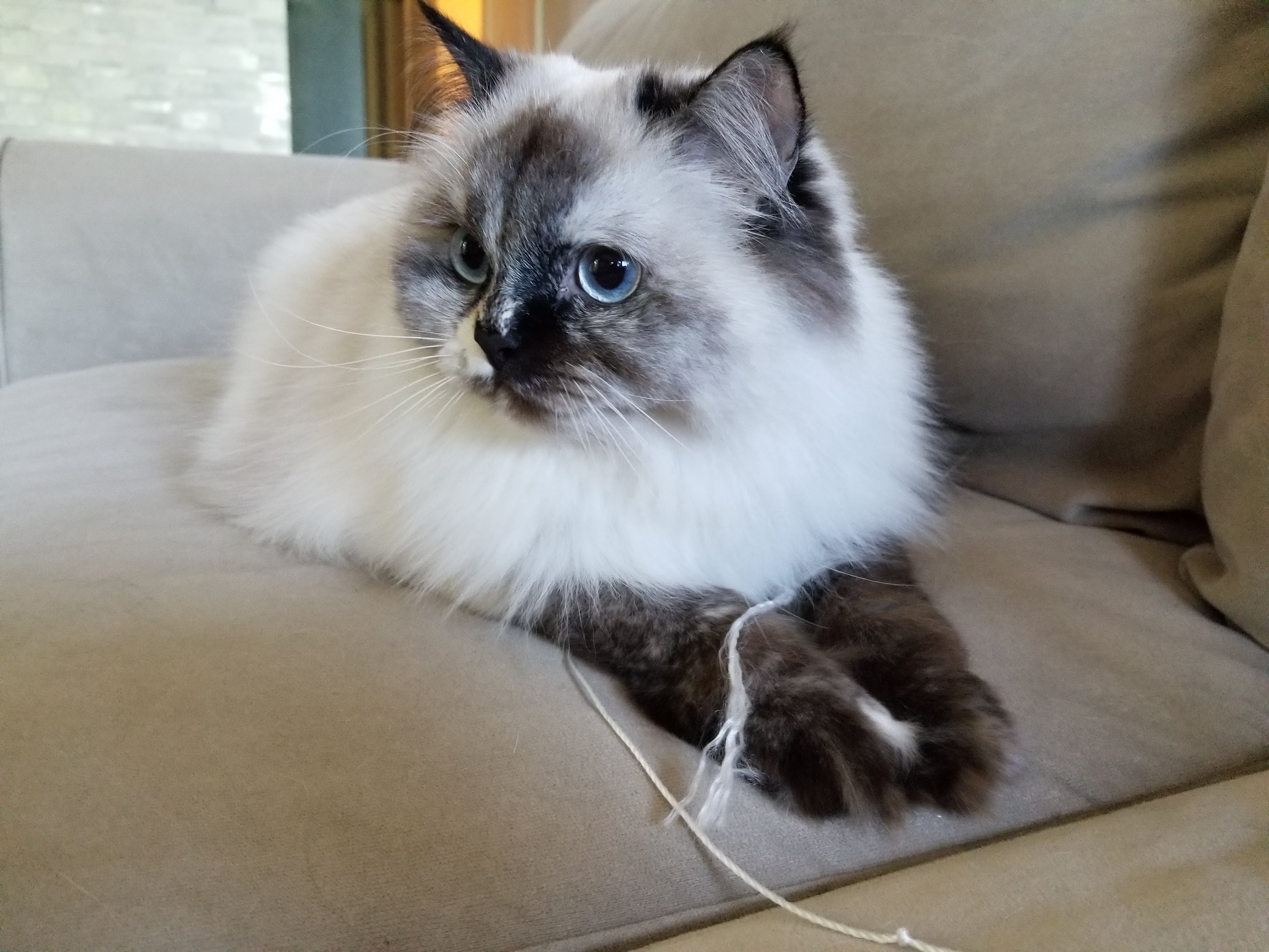Zuzu