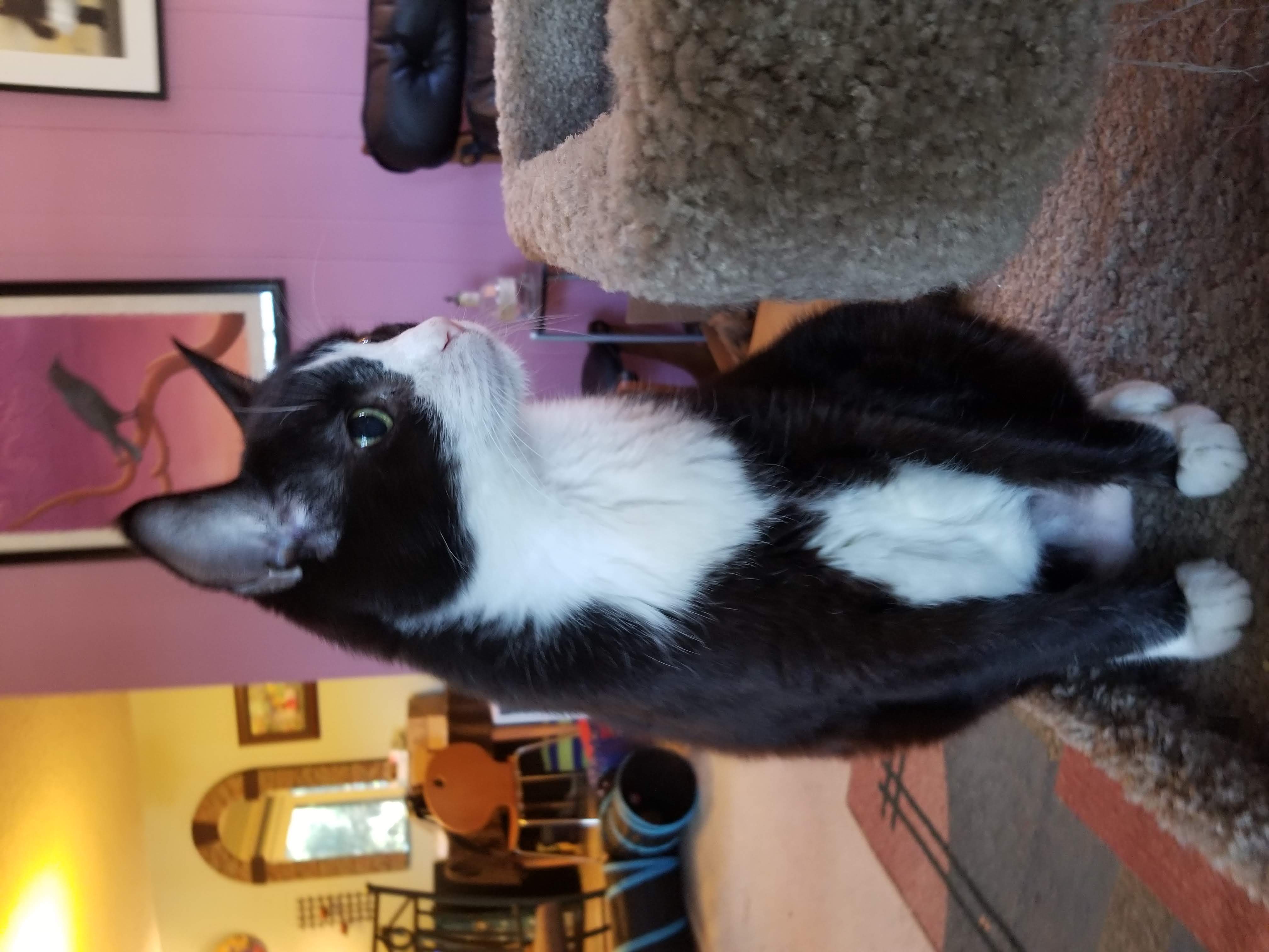 Dewey