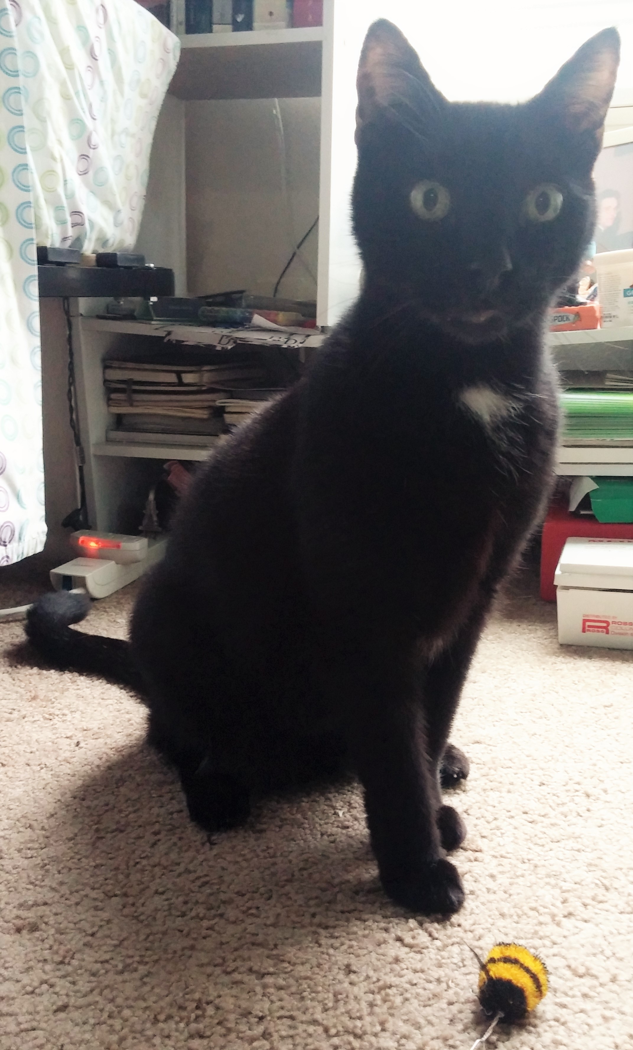 Pippin