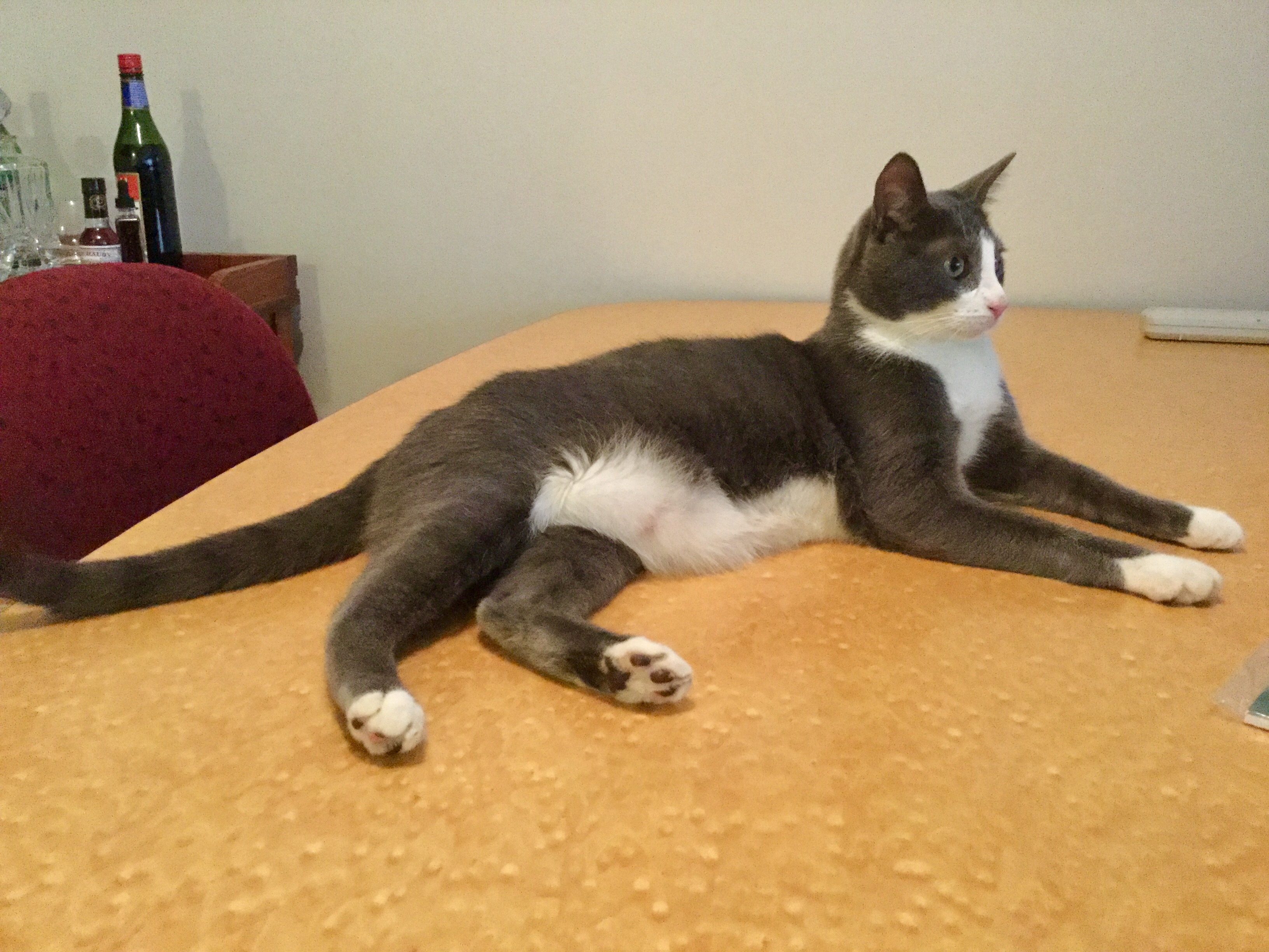 Pedro