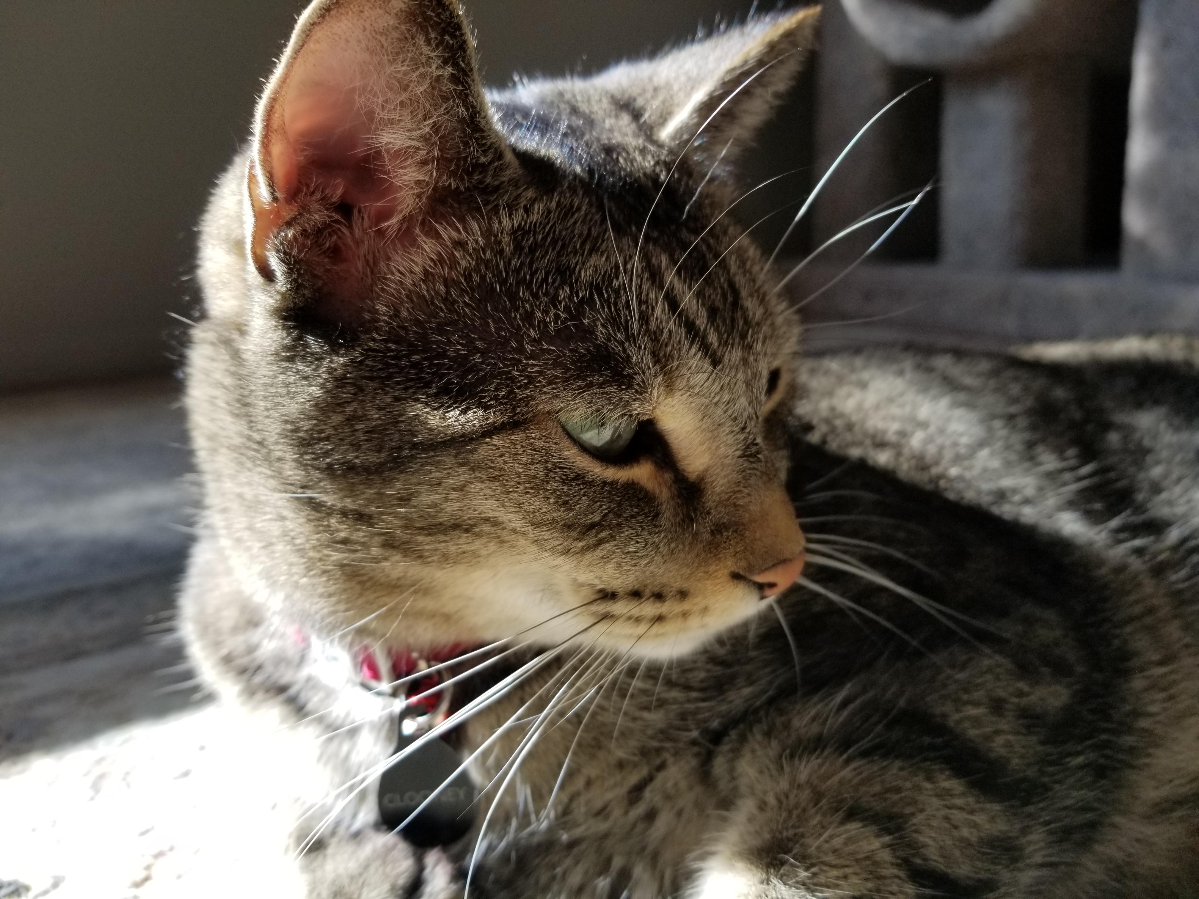 Clooney