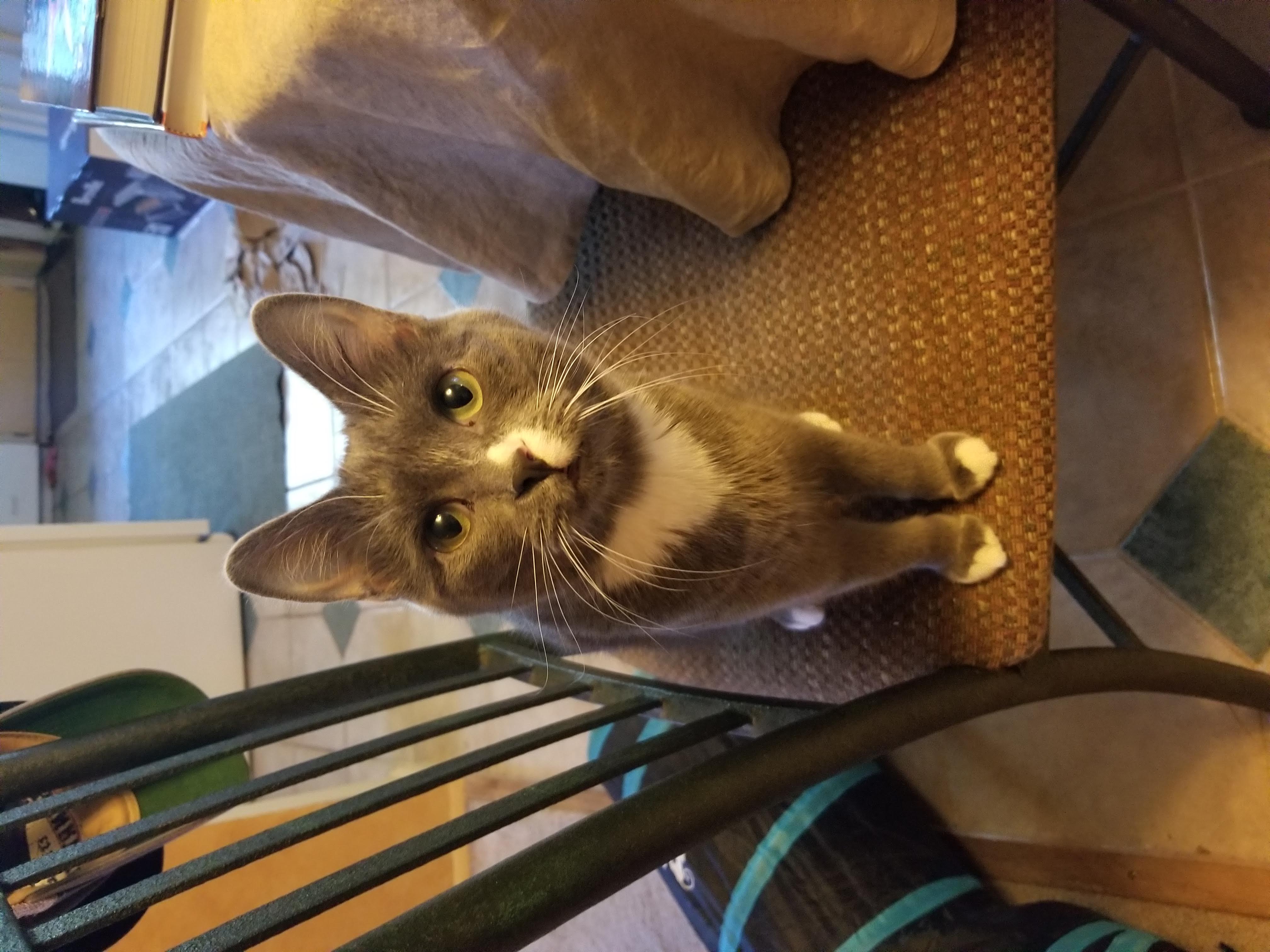 Paco