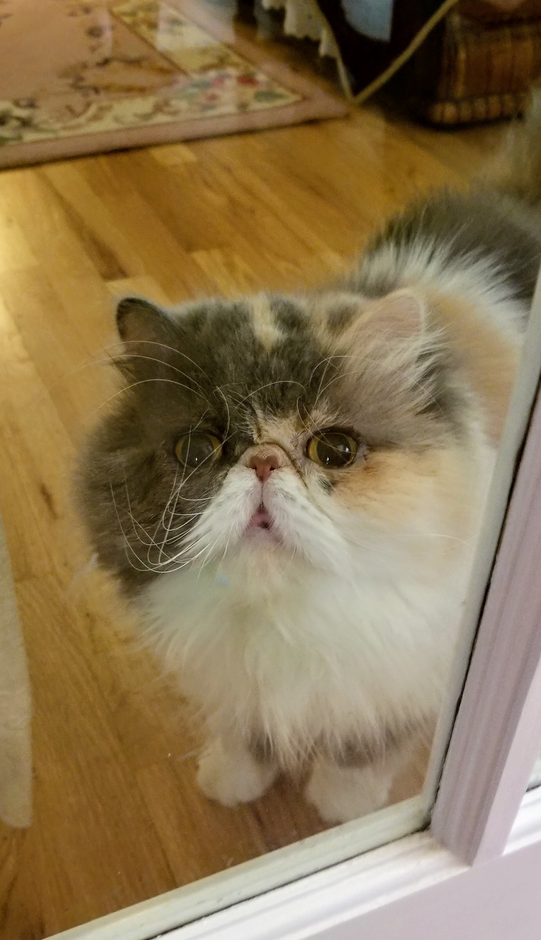 Cora