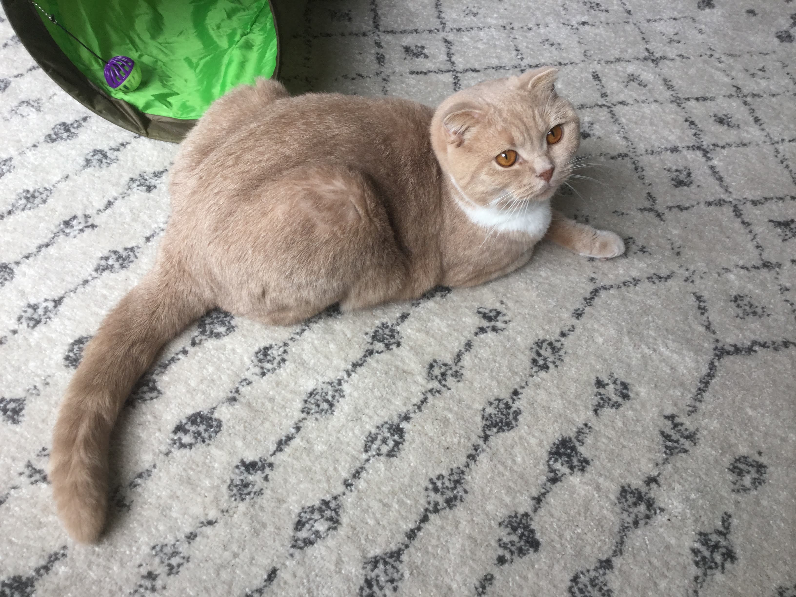 Finn