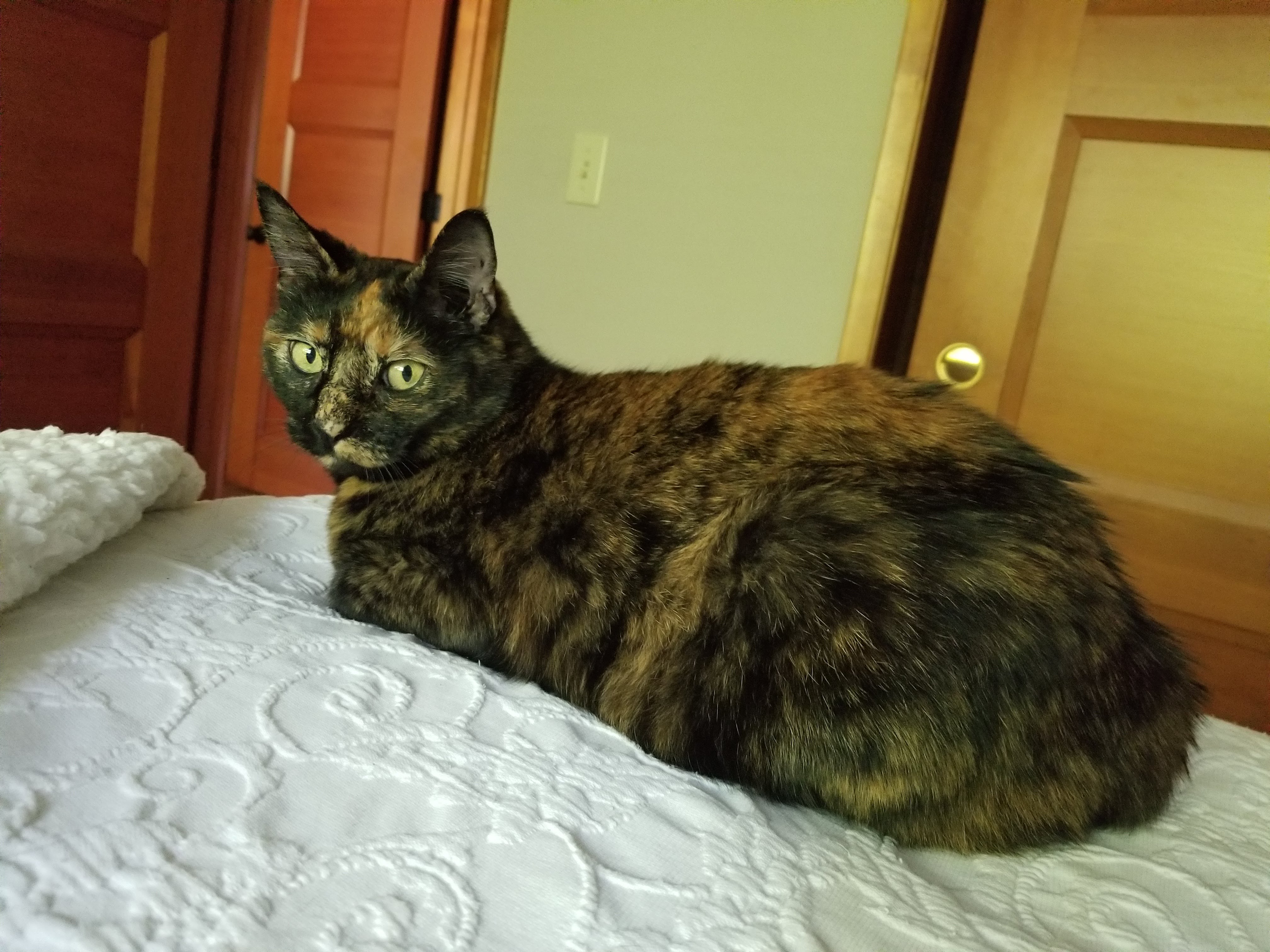 Bella