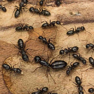 Ant infestation