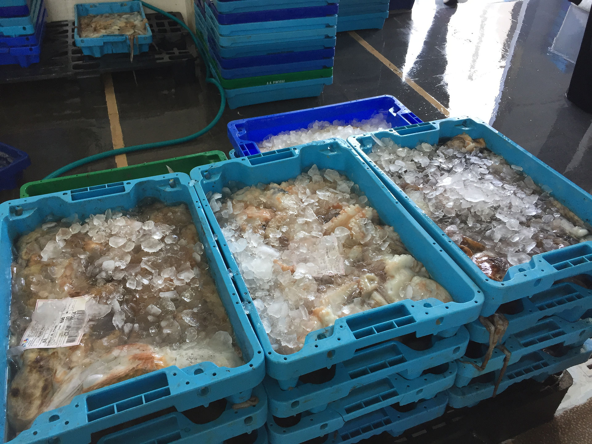 Trucks load up the catch
